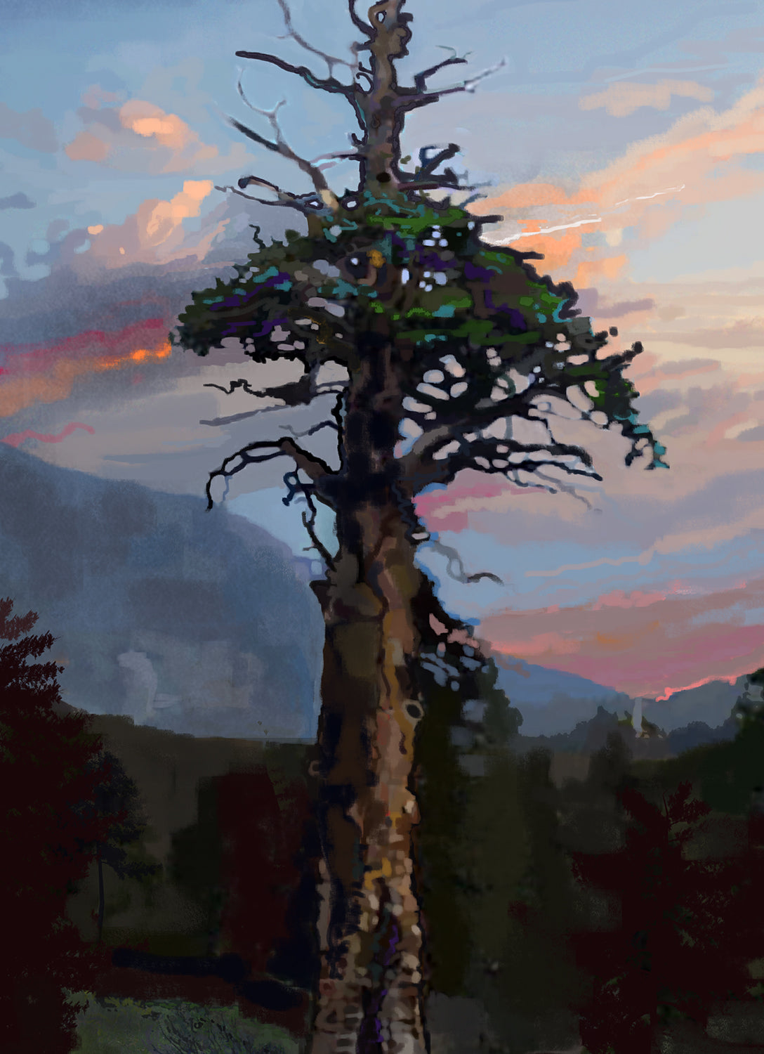 Ancient Pine