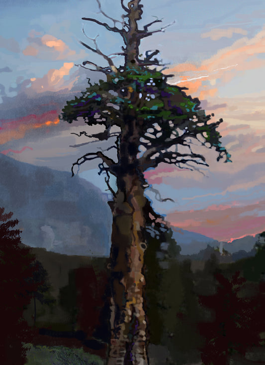 Ancient Pine